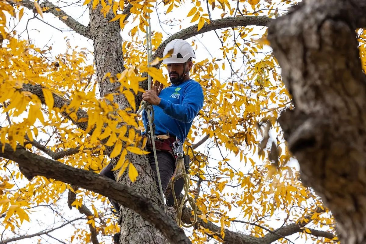Skilled Dead Tree Removal crew working in Marble